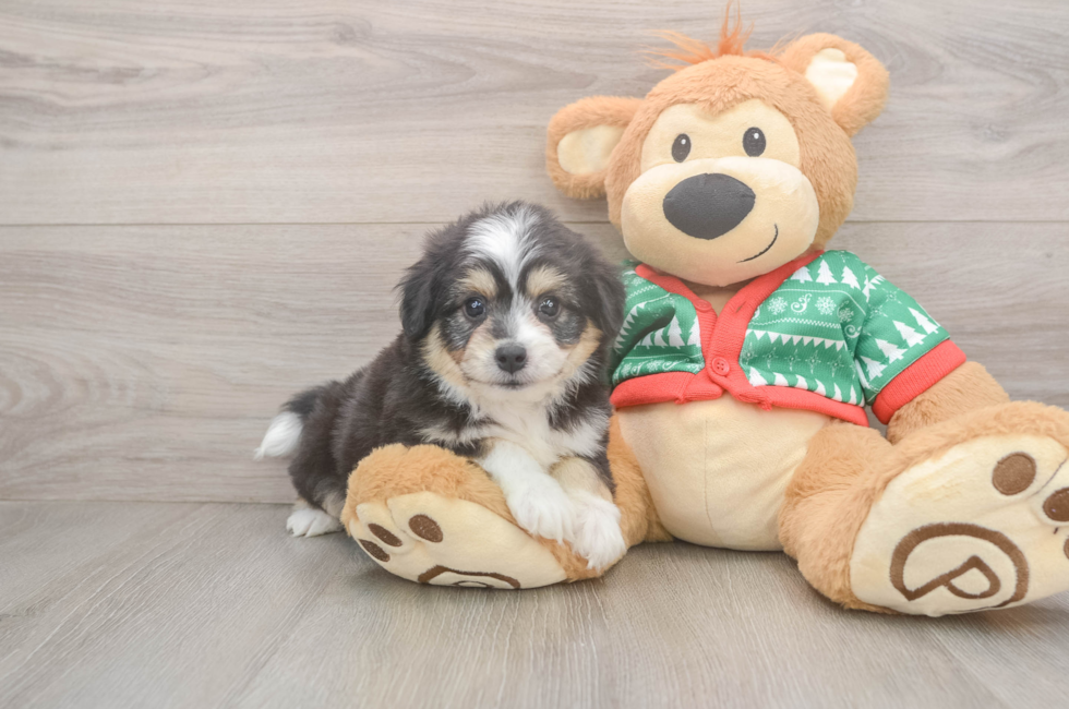 6 week old Aussiechon Puppy For Sale - Pilesgrove Pups