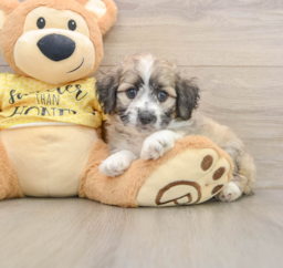 8 week old Aussiechon Puppy For Sale - Pilesgrove Pups