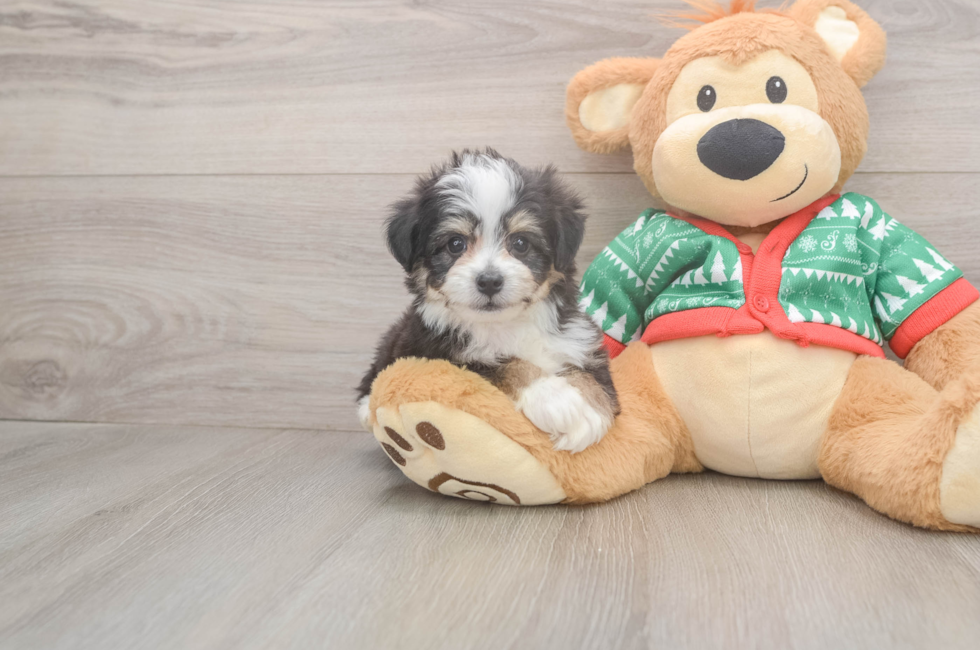 6 week old Aussiechon Puppy For Sale - Pilesgrove Pups