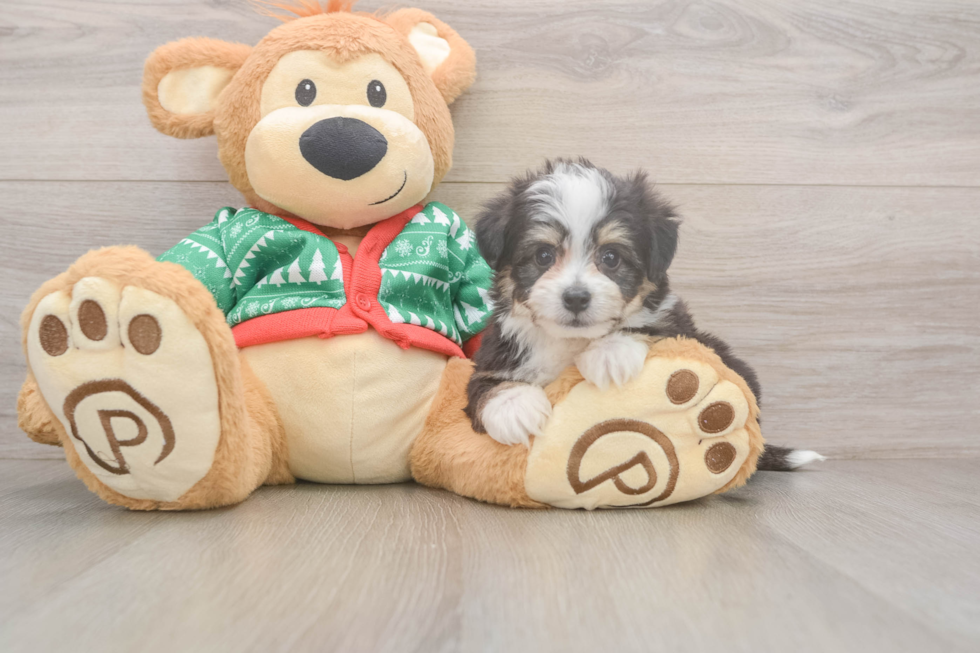 Little Aussie Bichon Designer Puppy