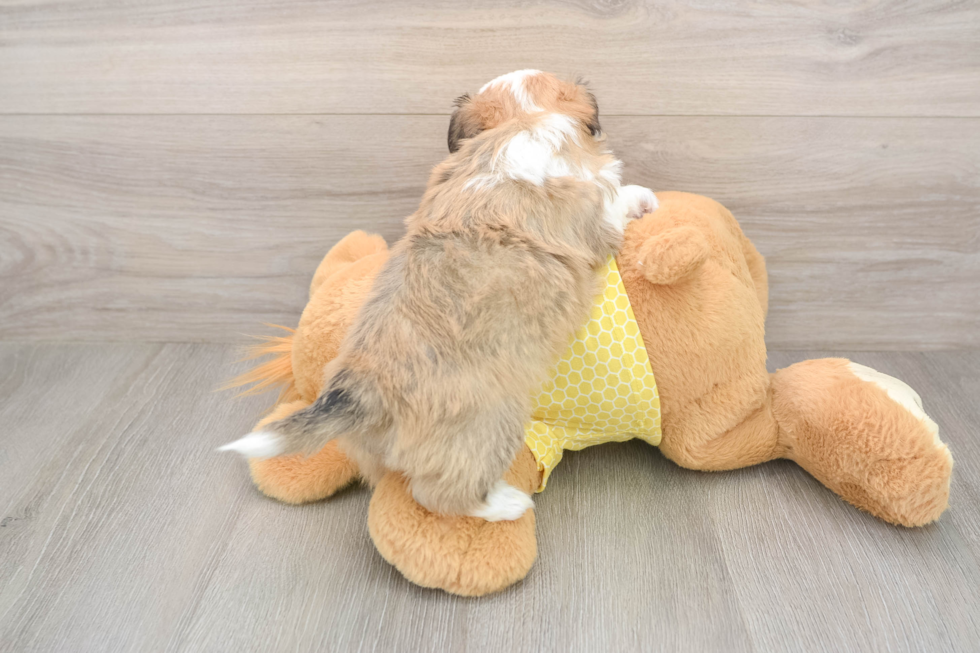 Little Aussie Bichon Designer Puppy