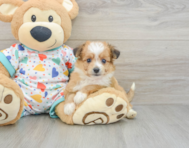 7 week old Aussiechon Puppy For Sale - Pilesgrove Pups