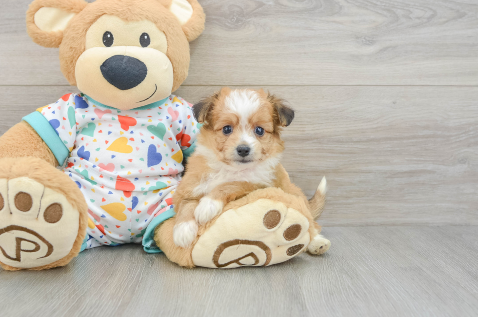 6 week old Aussiechon Puppy For Sale - Pilesgrove Pups