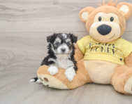 7 week old Aussiechon Puppy For Sale - Pilesgrove Pups