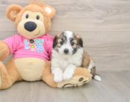 8 week old Aussiechon Puppy For Sale - Pilesgrove Pups