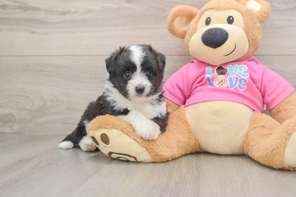 Adorable Aussie Bichon Designer Puppy