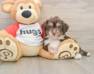 8 week old Aussiechon Puppy For Sale - Pilesgrove Pups