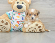 7 week old Aussiechon Puppy For Sale - Pilesgrove Pups