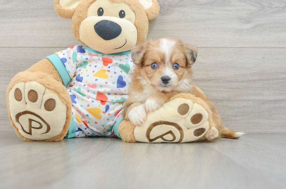6 week old Aussiechon Puppy For Sale - Pilesgrove Pups