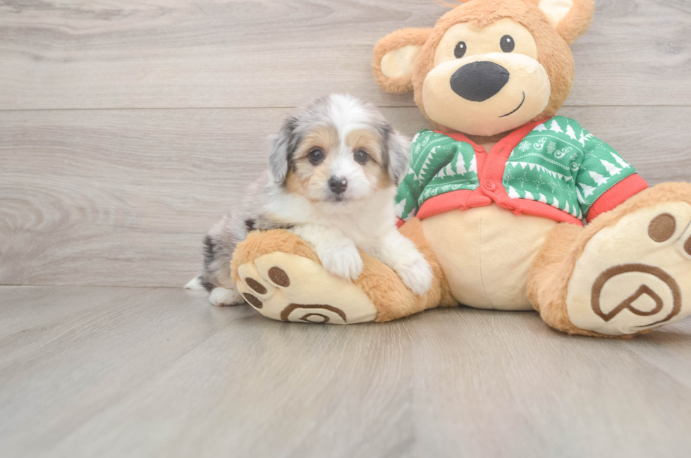 6 week old Aussiechon Puppy For Sale - Pilesgrove Pups