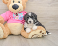 5 week old Aussiechon Puppy For Sale - Pilesgrove Pups