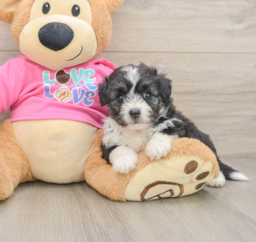 6 week old Aussiechon Puppy For Sale - Pilesgrove Pups