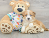 7 week old Aussiechon Puppy For Sale - Pilesgrove Pups