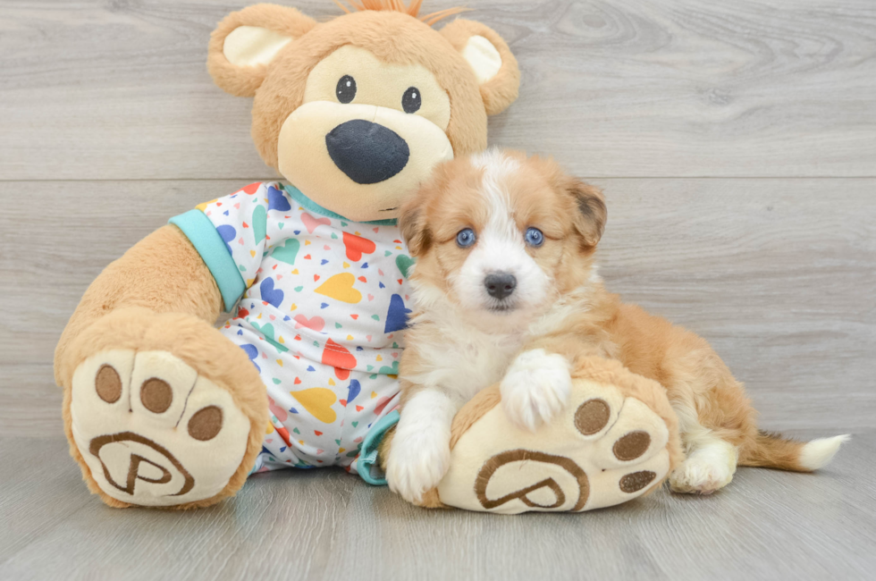 6 week old Aussiechon Puppy For Sale - Pilesgrove Pups