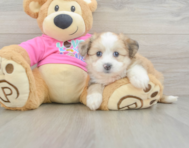 7 week old Aussiechon Puppy For Sale - Pilesgrove Pups
