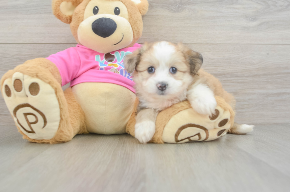 6 week old Aussiechon Puppy For Sale - Pilesgrove Pups