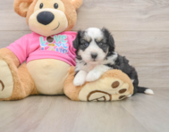 6 week old Aussiechon Puppy For Sale - Pilesgrove Pups