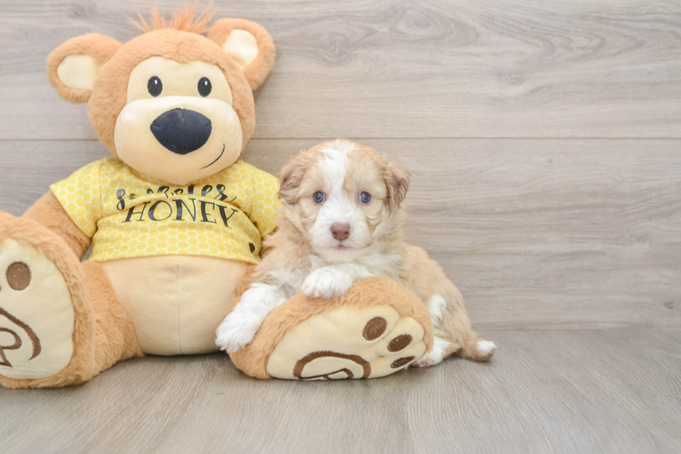 Energetic Aussie Bichon Designer Puppy