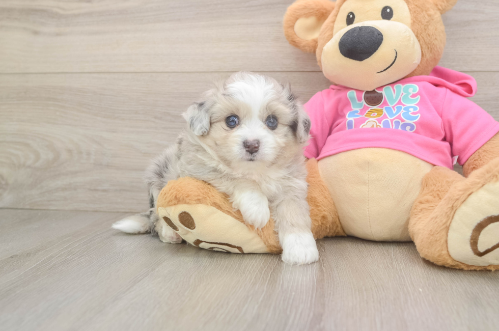 5 week old Aussiechon Puppy For Sale - Pilesgrove Pups