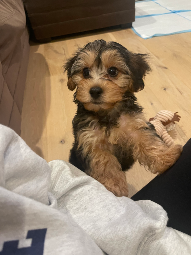 black and tan yorkie poo dog full grown 