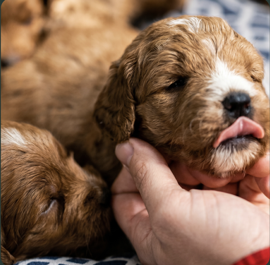 4 week old puppies at pilesgrove pups