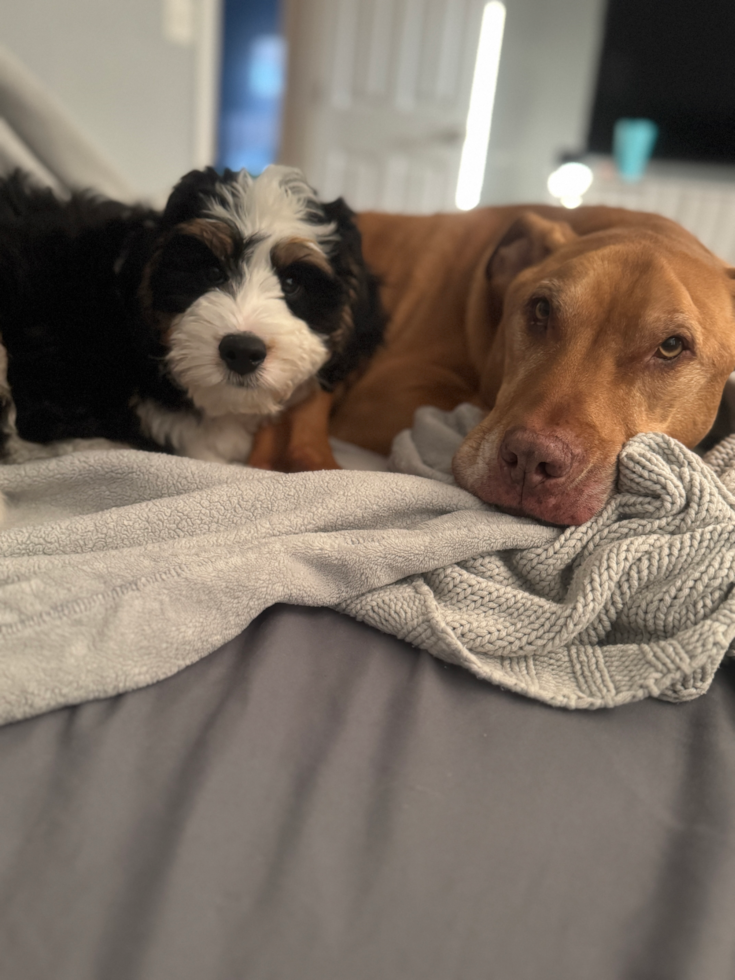 tricolor mini bernedoodle puppy sitting next to a brown dog