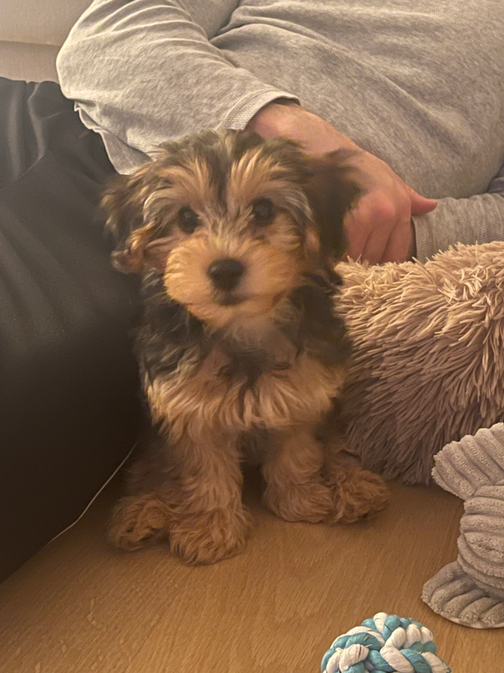 yorki poo with black and tan coat sitting next to a person 