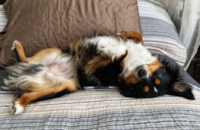 Cute Mini Aussie Pup