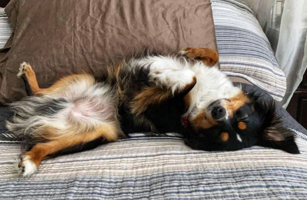 Cute Mini Aussie Pup