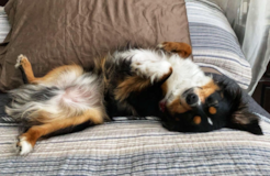 Cute Mini Aussie Pup