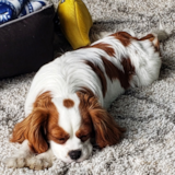 Cute Cavalier King Charles Spaniel Purebred Pup