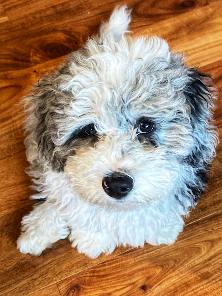 Cute Mini Sheepadoodle Pup