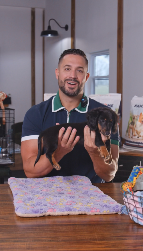 Pilesgrove Pups Mini Dachshund Puppies are known to have this big personality in teeny tiny bodies, it’s easy to see why they are a favorite for so many Trending Video