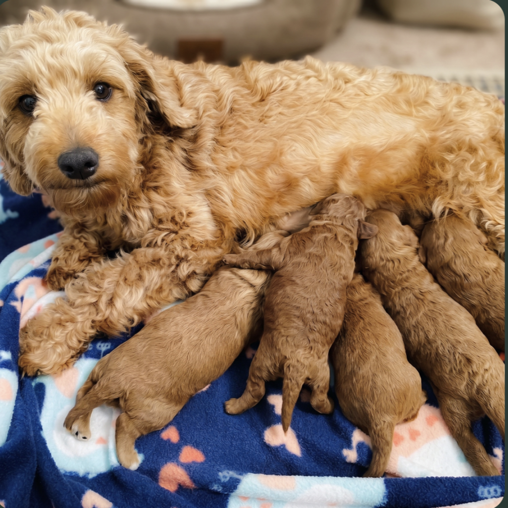2 week old puppies at pilesgrove pups