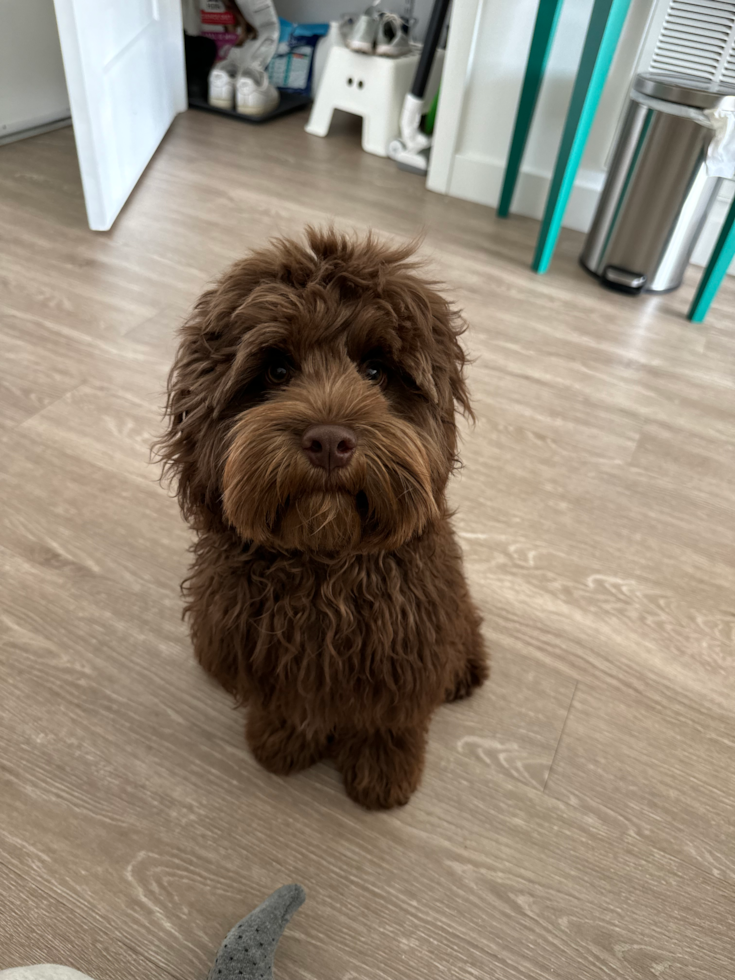 chocolate cockapoo sitting on a wooden floor 