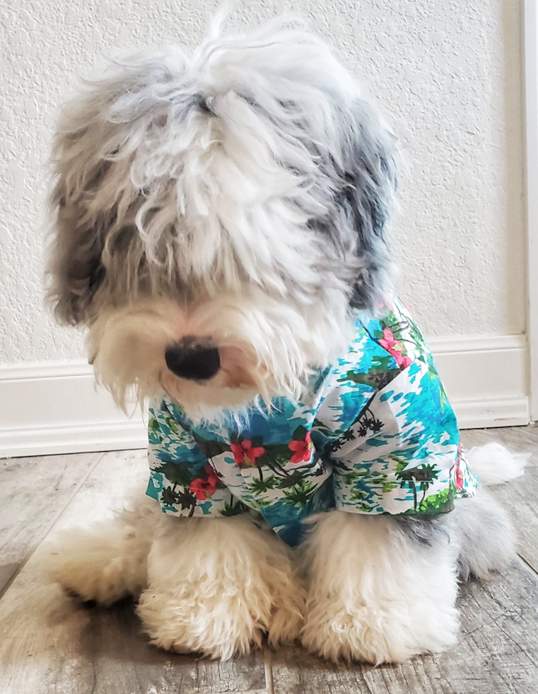 Cute Mini Sheepadoodle Pup