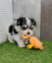 Cute Morkie Pup