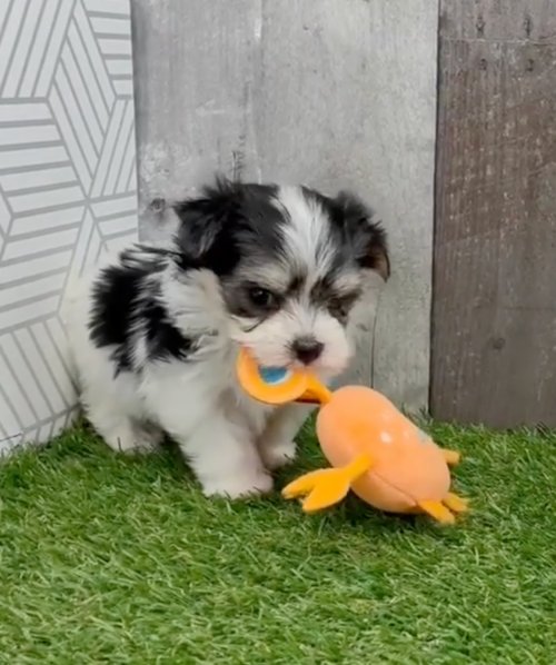 Cute Morkie Pup