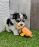 Cute Morkie Pup