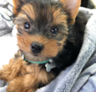 Cute Yorkie Purebred Pup