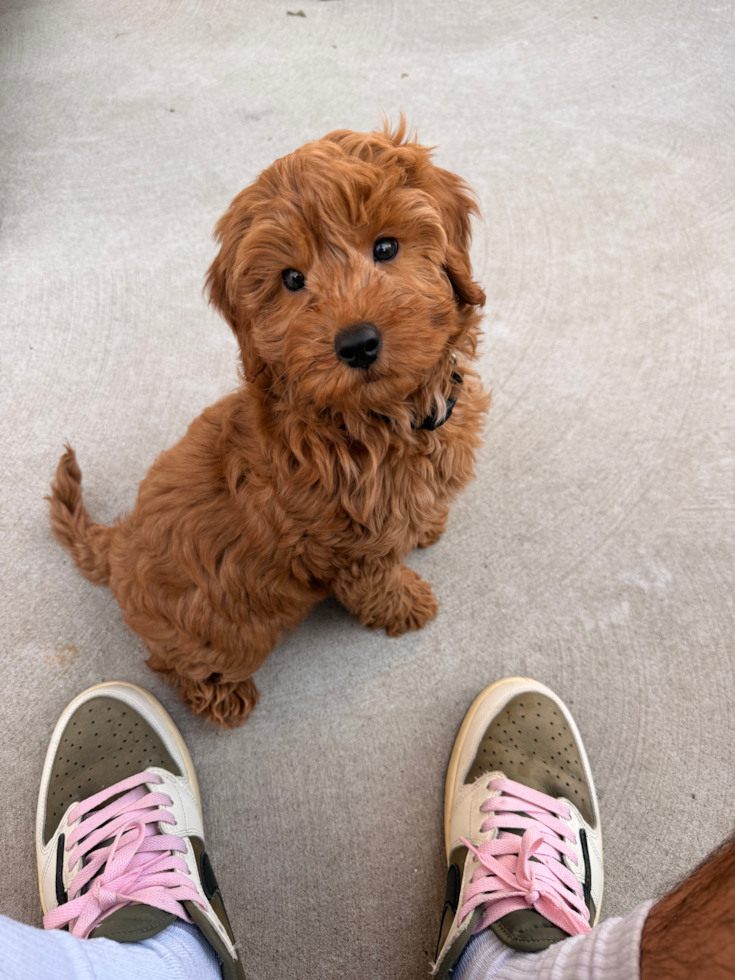 brown mini goldendoodle on the floor in the sit position in front of a person