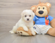 5 week old Bichon Frise Puppy For Sale - Pilesgrove Pups