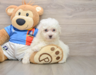 5 week old Bichon Frise Puppy For Sale - Pilesgrove Pups