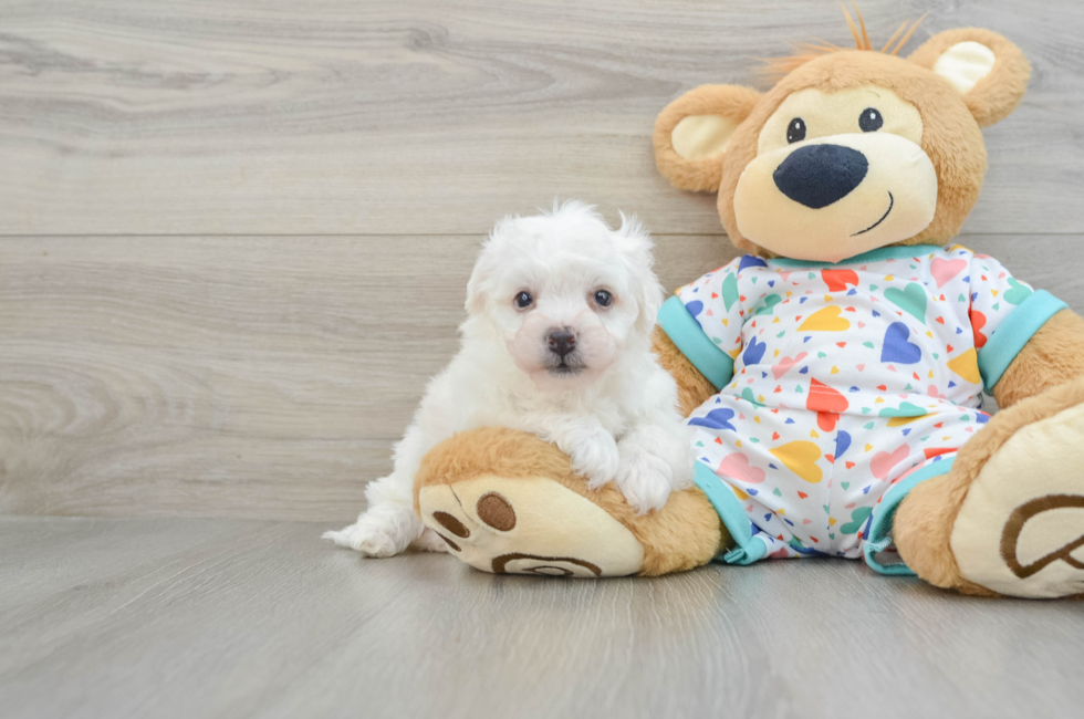 5 week old Bichon Frise Puppy For Sale - Pilesgrove Pups