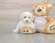 5 week old Bichon Frise Puppy For Sale - Pilesgrove Pups