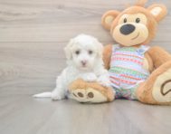 5 week old Bichon Frise Puppy For Sale - Pilesgrove Pups