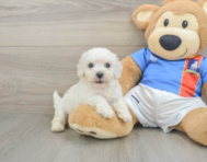 5 week old Bichon Frise Puppy For Sale - Pilesgrove Pups