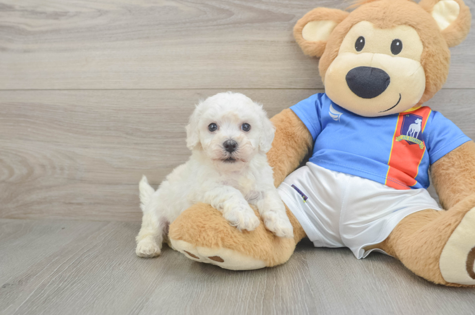 6 week old Bichon Frise Puppy For Sale - Pilesgrove Pups