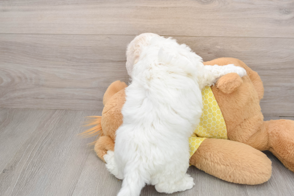 Happy Bichon À Poil Frisé Purebred Puppy