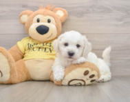 5 week old Bichon Frise Puppy For Sale - Pilesgrove Pups